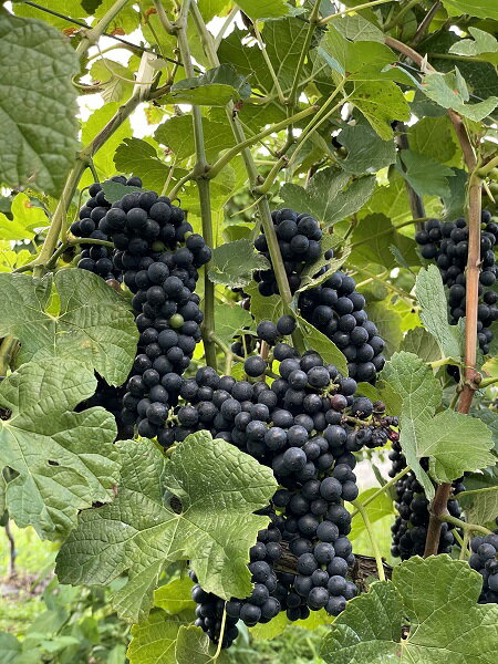 【ふるさと納税】　R6-1 赤ワイン「Nanroku2022」 1本｜日本ワイン フルボディ 国産ぶどう サムネイル3