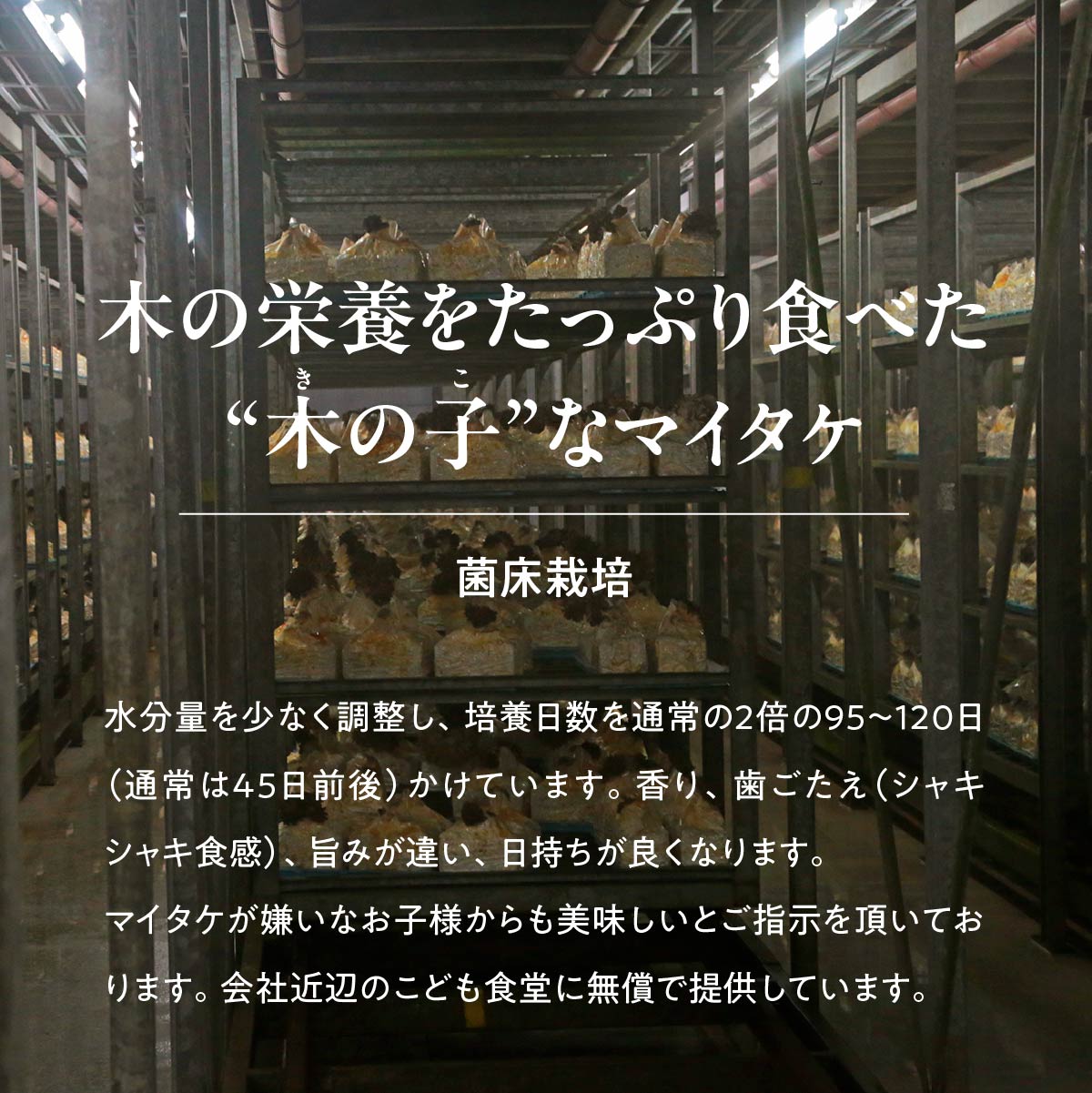 【ふるさと納税】＜選べる定期便＞長五郎 まいたけ かぶ500g×2個 ほぐし300g×2袋 合計1600g｜炊き込みご飯 きのこご飯 舞茸ご飯 天ぷら 舞茸 まいたけ きのこ 野菜 丸ごと 国産 無農薬 安全 安心 食物繊維 健康 カロリー 低い 産地直送 プレゼント ギフト 贈り物 - 画像2