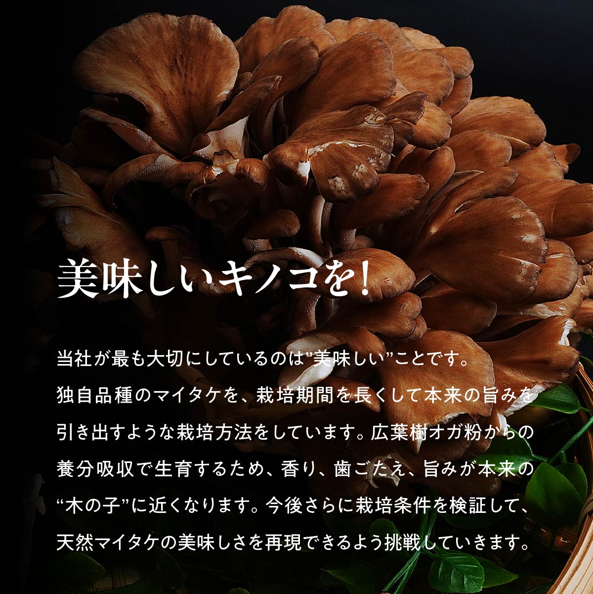 【ふるさと納税】＜選べる定期便＞長五郎 まいたけ かぶ500g×2個 ほぐし300g×2袋 合計1600g｜炊き込みご飯 きのこご飯 舞茸ご飯 天ぷら 舞茸 まいたけ きのこ 野菜 丸ごと 国産 無農薬 安全 安心 食物繊維 健康 カロリー 低い 産地直送 プレゼント ギフト 贈り物 - 画像3