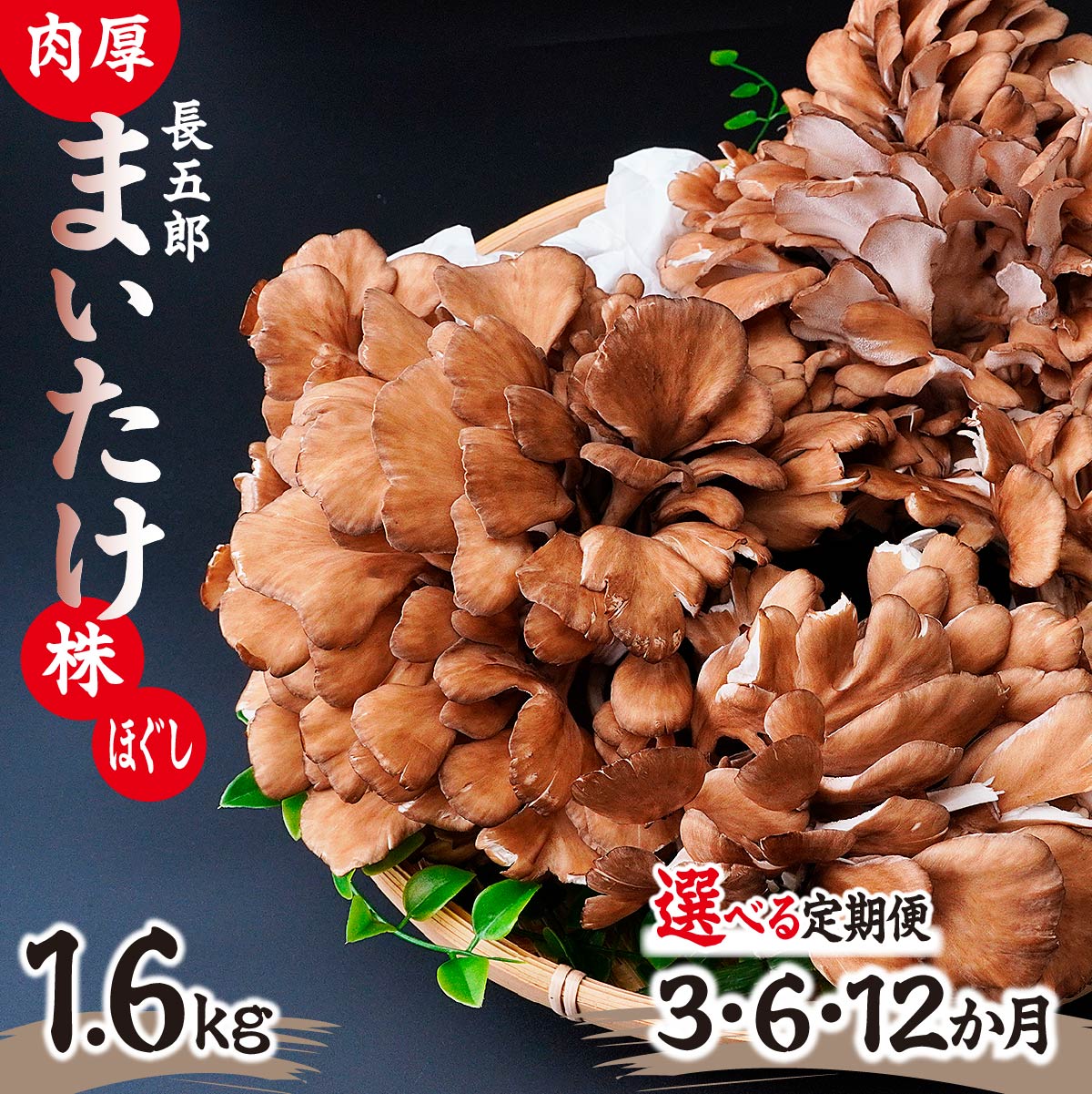 ＜選べる定期便＞長五郎 まいたけ かぶ500g×2個 ほぐし300g×2袋 合計1600g｜炊き込みご飯 きのこご飯 舞茸ご飯 天ぷら 舞茸 まいたけ きのこ 野菜 丸ごと 国産 無農薬 安全 安心 食物繊維 健康 カロリー 低い 産地直送 プレゼント ギフト 贈り物
