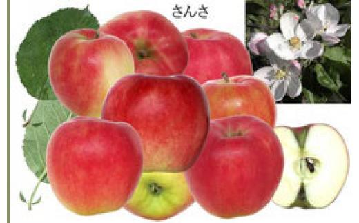 【ふるさと納税】りんご 5kg ｜ さんさ あかぎ 陽光 ぐんま名月 ふじ リンゴ 旬 甘い ジューシー お取り寄せ ご当地 特産 産地直送 果物 フルーツ 季節 秋 冬 デザート おやつ 林檎 アップル 5キロ 2025年産 令和7年産 群馬県 前橋市 サムネイル3