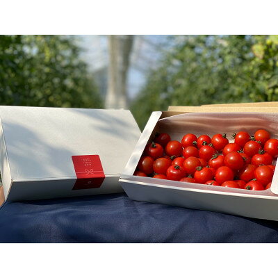 高糖度ミニトマト1kg【1652024】