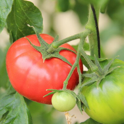 【ふるさと納税】【令和8年3月発送開始】糖度9度以上!赤い宝石のようなフルーツトマト　ブリックスナイントマト4ケース_ トマト フルーツトマト 高糖度 甘い 美味しい 人気 新鮮【配送不可地域：離島】【1210034】 - 画像3