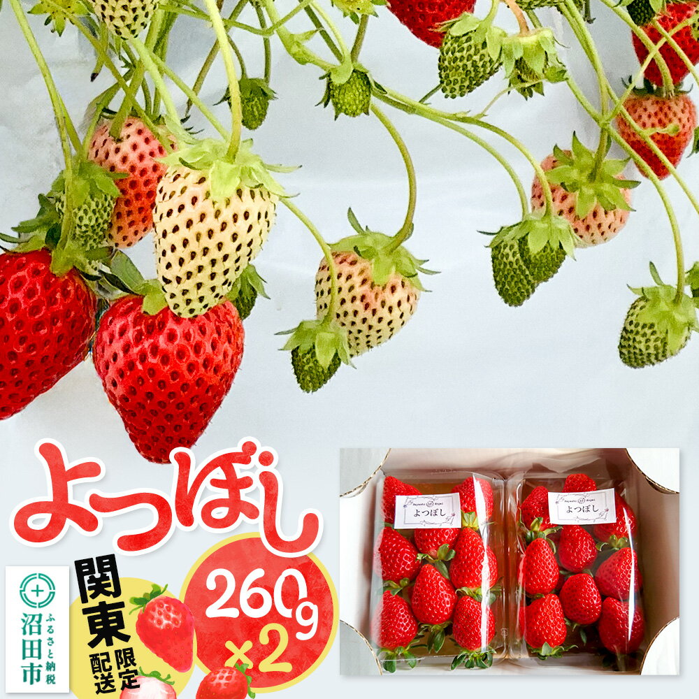 《12月上旬〜3月下旬発送》関東限定配送 イチゴ よつぼし 約260gパック×2