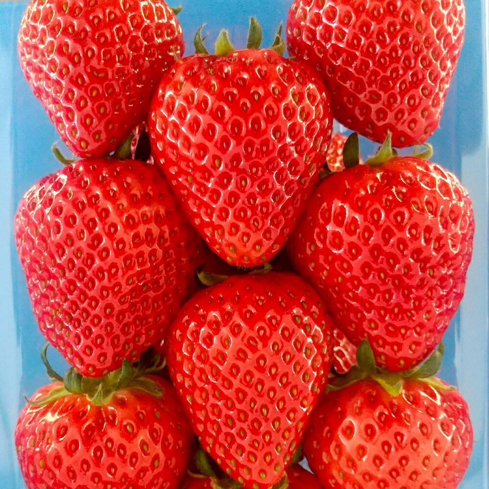 【ふるさと納税】《12月上旬〜3月下旬発送》関東限定配送 イチゴ よつぼし 約260gパック×2 サムネイル2