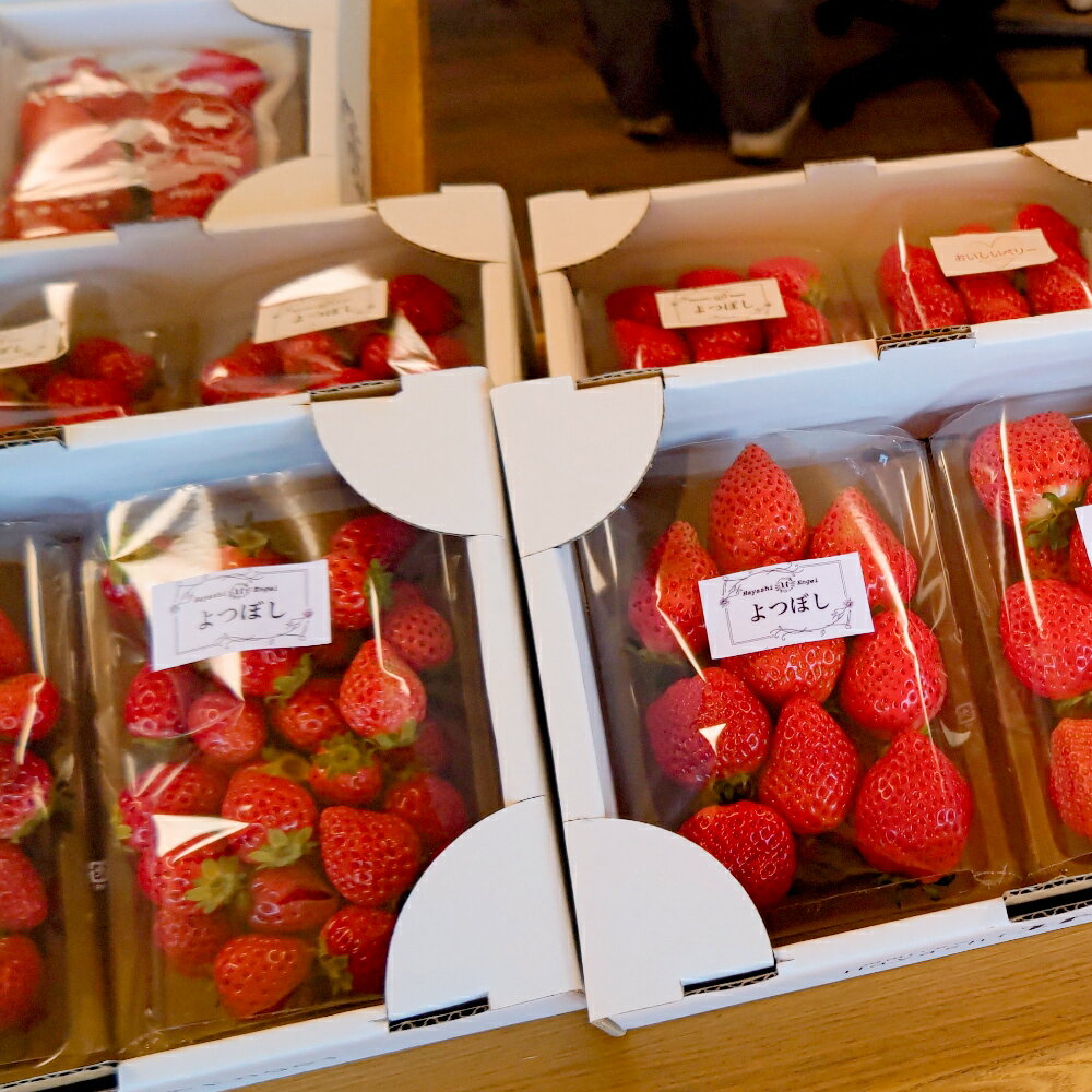 【ふるさと納税】《12月上旬〜3月下旬発送》関東限定配送 イチゴ よつぼし 約260gパック×2 サムネイル3