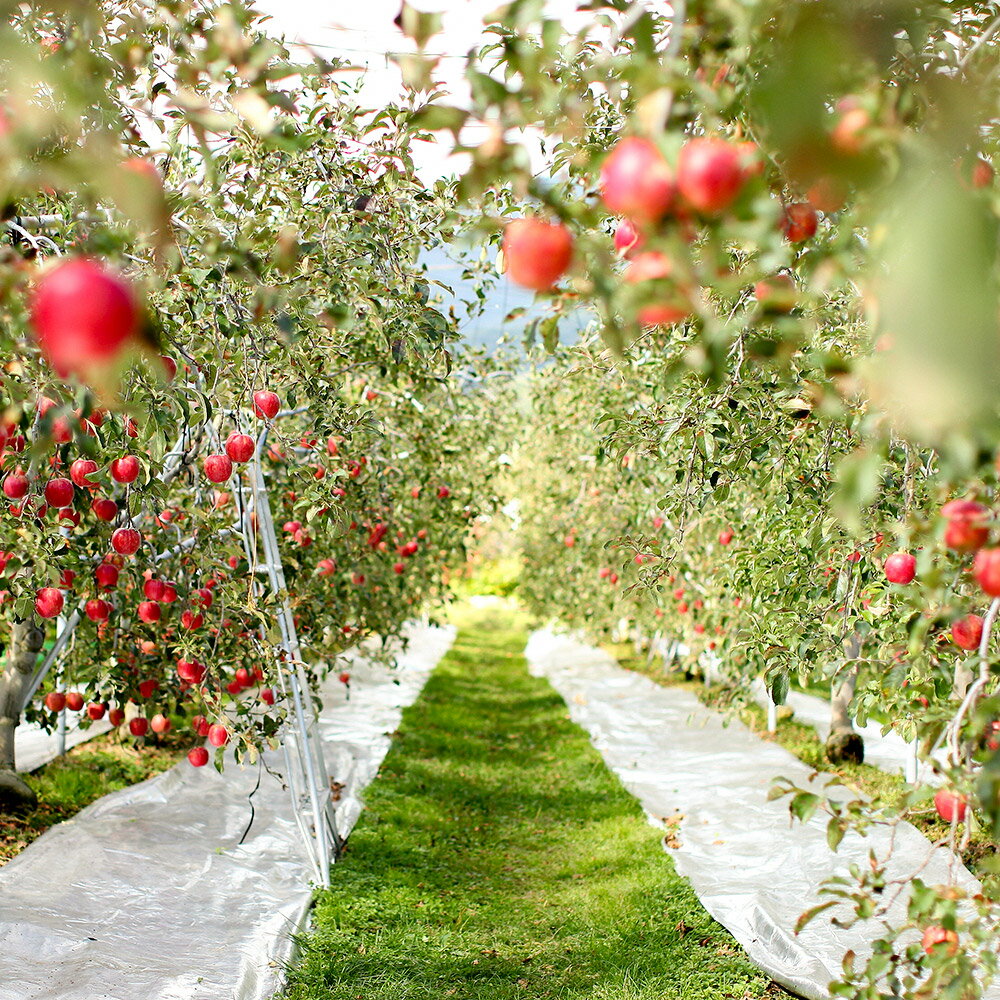 【ふるさと納税】香里園の品種おまかせ りんご詰め合わせ 3kg サムネイル2