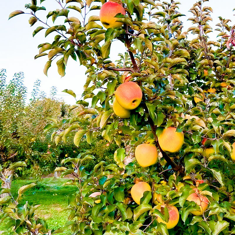【ふるさと納税】《2026年11月下旬〜12月中旬発送》先行予約 果実の里 原田農園 ぐんま名月 1箱 6玉入り - 画像2