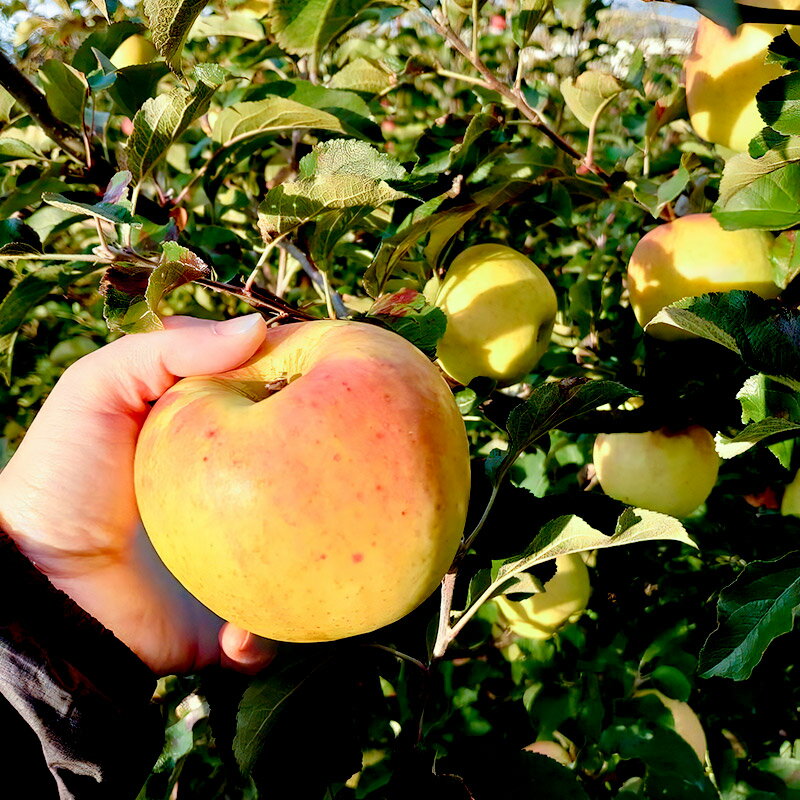 【ふるさと納税】《2026年11月下旬〜12月中旬発送》先行予約 果実の里 原田農園 ぐんま名月 1箱 6玉入り - 画像3