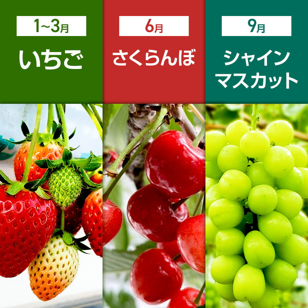 【ふるさと納税】《一部地域限定配送》3回お届け！原田農園のフルーツ定期便 いちご→さくらんぼ→シャインマスカット サムネイル2