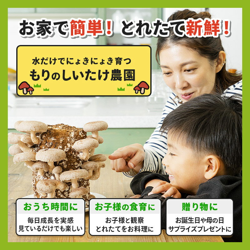 【ふるさと納税】《期間限定10〜4月発送》栽培容器付 もりのしいたけ農園「しいたけ栽培キット」1個 [椎茸 シイタケ しいたけ 育成 栽培 菌床] - 画像2