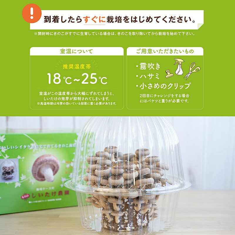 【ふるさと納税】《期間限定10〜4月発送》栽培容器付 もりのしいたけ農園「しいたけ栽培キット」1個 [椎茸 シイタケ しいたけ 育成 栽培 菌床] - 画像3