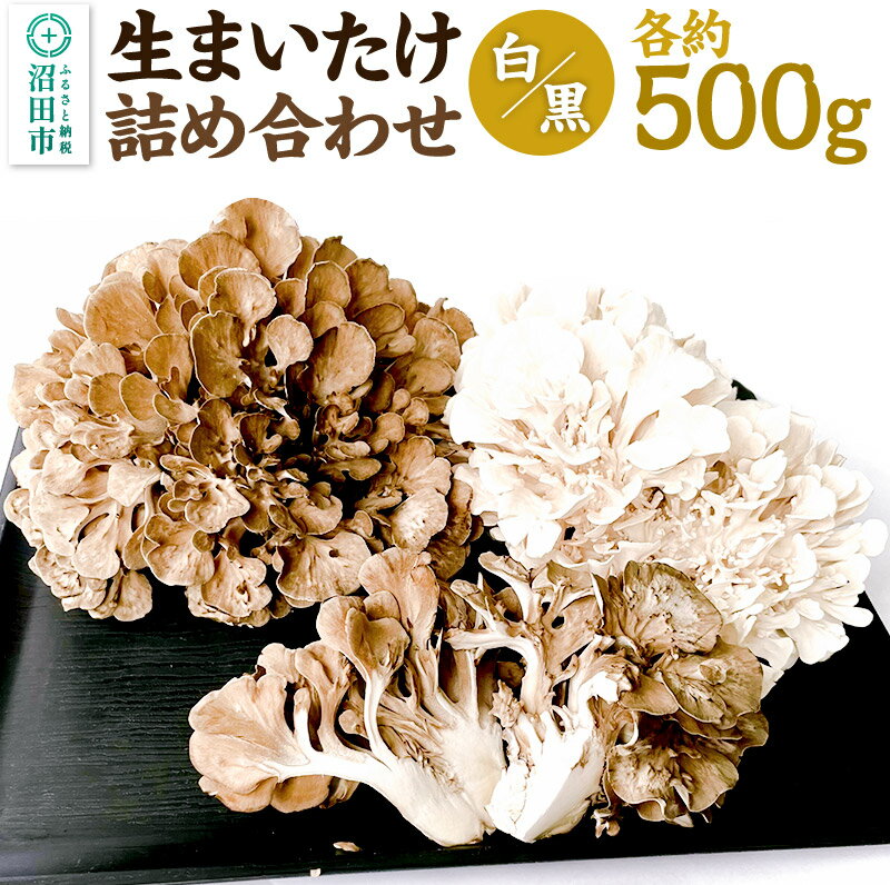 《2026年1月発送》生まいたけ（白・黒）各約500g 詰め合わせ おいがみ舞茸園
