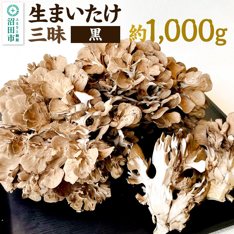 生まいたけ三昧（黒）約1000g おいがみ舞茸園