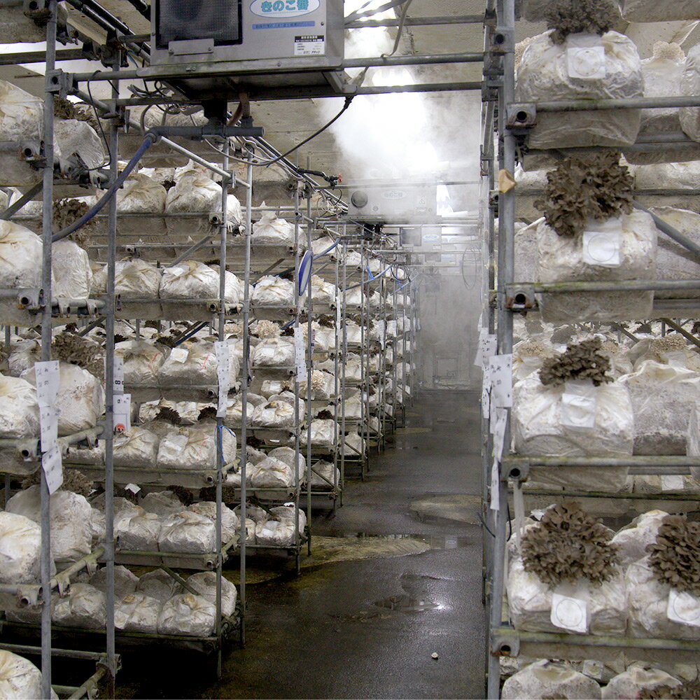 【ふるさと納税】《2026年1月発送》生まいたけ（白・黒）各約300g＋乾燥まいたけ25g×2個セット 詰め合わせ おいがみ舞茸園 - 画像3