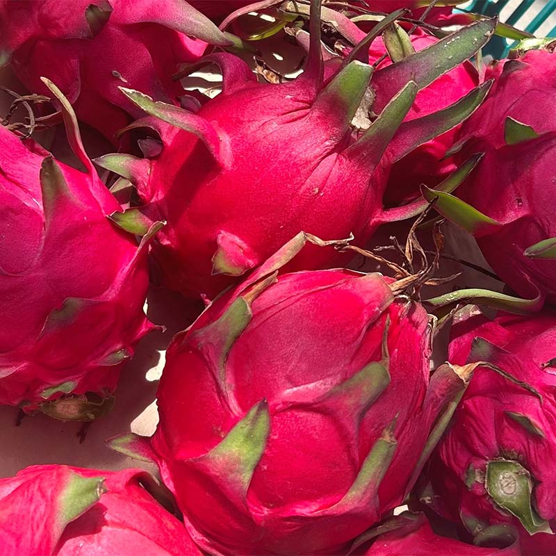 【ふるさと納税】 ＜2025年7月下旬より順次発送＞ ドラゴンフルーツ (1kg) くだもの 果物 フルーツ 食品 F20E-514 サムネイル2