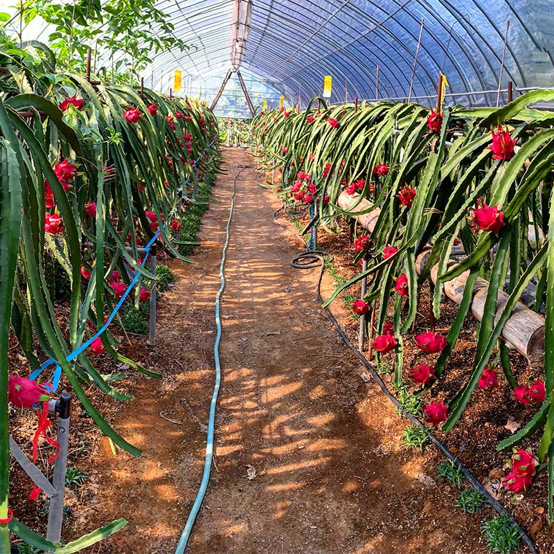 【ふるさと納税】 ＜2025年7月下旬より順次発送＞ ドラゴンフルーツ (1kg) くだもの 果物 フルーツ 食品 F20E-514 サムネイル3