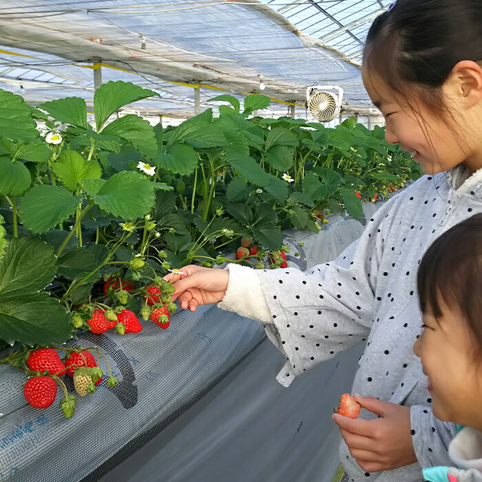 【ふるさと納税】 群馬県産いちごセット＜やよいひめ4パック＞【選べる発送時期】(各220g以上×4パック) いちご やよいひめ 群馬県産 オリジナル品種 苺 イチゴ セット 詰合せ 果物 フルーツ 食品 F20E-724 サムネイル2