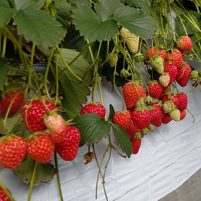 【ふるさと納税】 群馬県産いちごセット＜やよいひめ4パック＞【選べる発送時期】(各220g以上×4パック) いちご やよいひめ 群馬県産 オリジナル品種 苺 イチゴ セット 詰合せ 果物 フルーツ 食品 F20E-724 サムネイル3