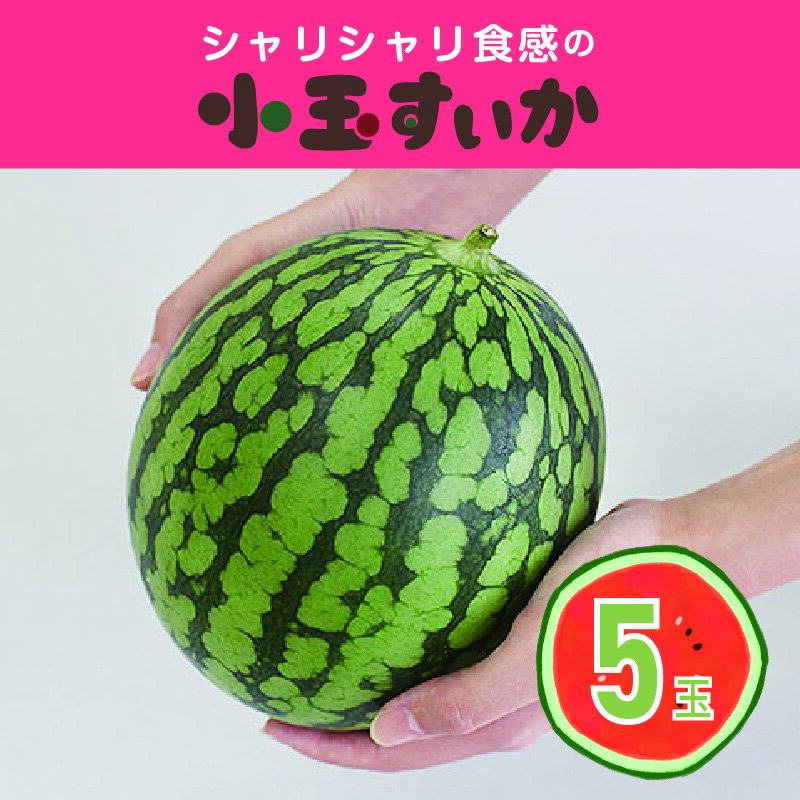 【102】シャリシャリ食感の小玉すいか5玉 [商品発送:3～4月頃]