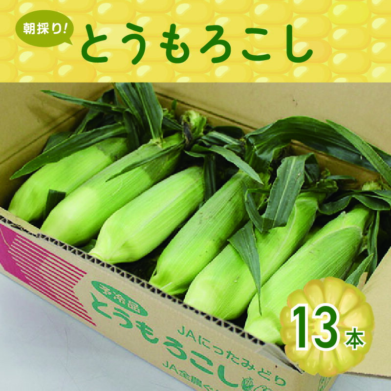 【35】朝採りとうもろこし13本 [商品発送:6～7月頃]