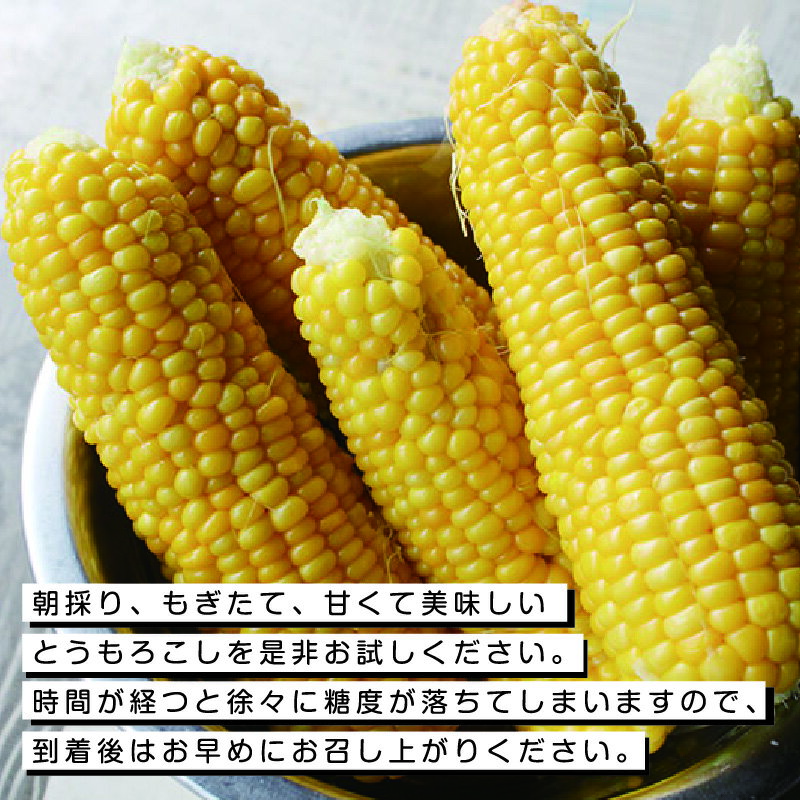 【ふるさと納税】【35】朝採りとうもろこし13本 [商品発送:6～7月頃] - 画像2