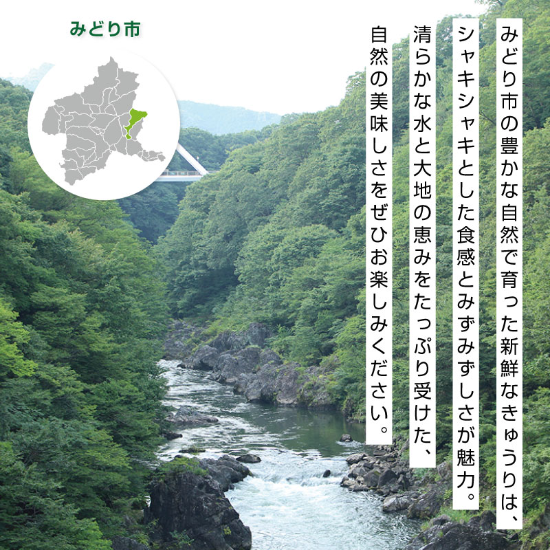 【ふるさと納税】【71】パリッと食感のきゅうり50本 [商品発送:9～10月頃] - 画像3