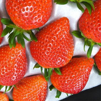 【ふるさと納税】ストロベリーみなみ こだわり　『いちご』化粧箱 1箱/2箱/3箱/7箱【配送不可地域：離島】【G1053106】 サムネイル2