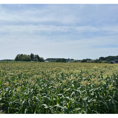【ふるさと納税】【先行予約】糖度18度前後　朝採りトウモロコシ　しろいおおもの　約5kg(10本)【配送不可地域：離島】【1598110】 - 画像2
