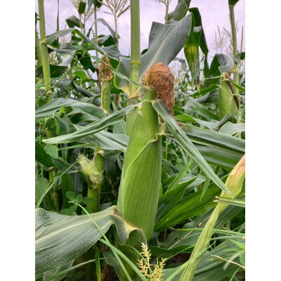 【ふるさと納税】【先行予約】糖度18度前後　朝採りトウモロコシ　しろいおおもの　約5kg(10本)【配送不可地域：離島】【1598110】 - 画像3