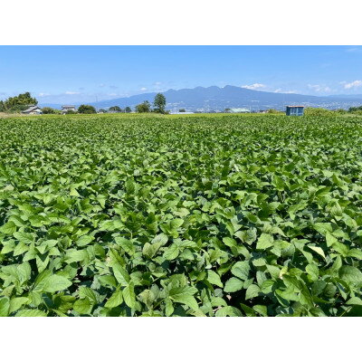 【ふるさと納税】【2026年発送】枝豆(初だるま) 8袋入り 計2kg【ストロベリーみなみ】【配送不可地域：離島】【1691180】 - 画像2