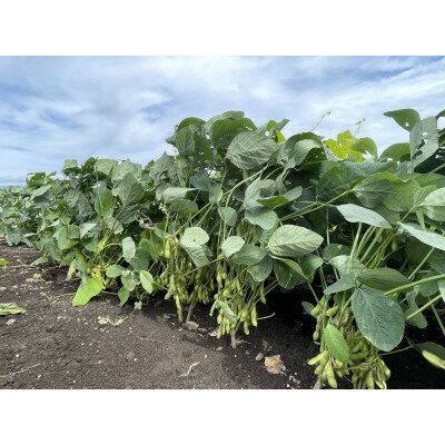 【ふるさと納税】【2026年発送】枝豆(初だるま) 8袋入り 計2kg【ストロベリーみなみ】【配送不可地域：離島】【1691180】 - 画像3