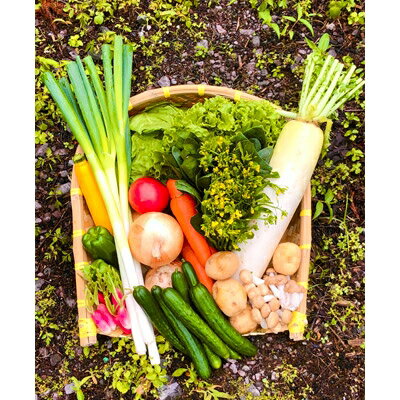 八州高原マルシェ自慢の旬な野菜たち_ 野菜 セット 新鮮 旬野菜 美味しい 人気 詰め合わせ 【配送不可地域：離島】【1039760】