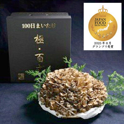 100日まいたけ　極百式　2キロ以上の1株づくり【配送不可地域：離島】【1267419】