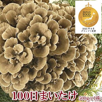 100日まいたけ 500g×1株【配送不可地域：離島】【1267431】