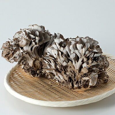 【ふるさと納税】100日まいたけ 500g×1株【配送不可地域：離島】【1267431】 - 画像2