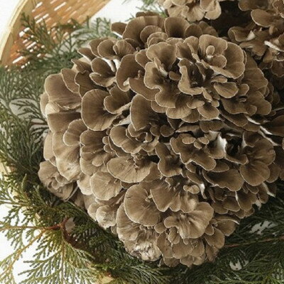 【ふるさと納税】100日まいたけ 500g×2株【配送不可地域：離島】【1267432】 - 画像2