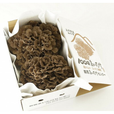 【ふるさと納税】100日まいたけ 500g×2株【配送不可地域：離島】【1267432】 - 画像3