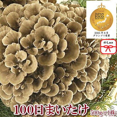 【のし付き】100日まいたけ 500g×1株【配送不可地域：離島・沖縄県】【1429422】