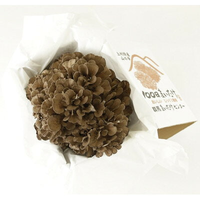 【ふるさと納税】【のし付き】100日まいたけ 500g×1株【配送不可地域：離島・沖縄県】【1429422】 - 画像3