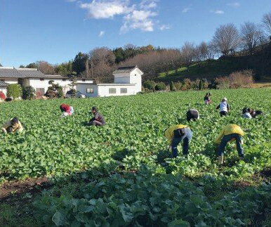 【ふるさと納税】甘楽町産 菜種油としょうゆのギフトセット｜自然農法 特別栽培 国産 菜の花油 菜たね油 サラダ油 醤油 植物油 [0075] サムネイル2
