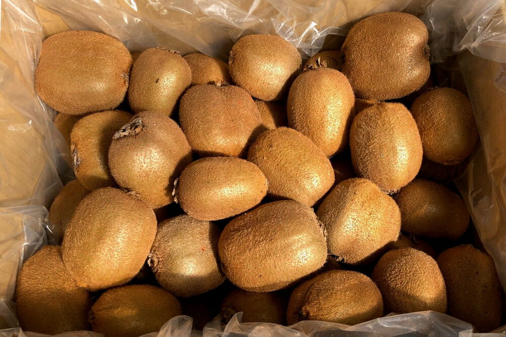 【ふるさと納税】有機栽培キウイフルーツ (約4kg／バラ詰め)[黒澤農園]｜数量限定 期間限定 キウイ ヘイワード 果物 果実 フルーツ 農家直送 産地直送 有機栽培 国産 甘楽町産 群馬県産 [0307] サムネイル2