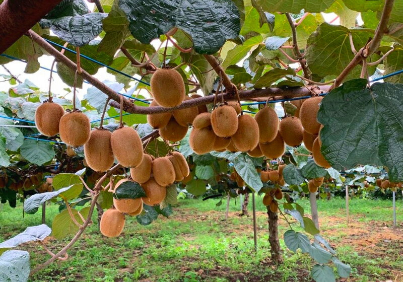 【ふるさと納税】有機栽培キウイフルーツ (約2kg)[黒澤農園] 12月中旬より順次発送｜数量限定 期間限定 キウイ ヘイワード 果物 果実 フルーツ 農家直送 産地直送 有機栽培 国産 甘楽町産 群馬県産 [0303] サムネイル3