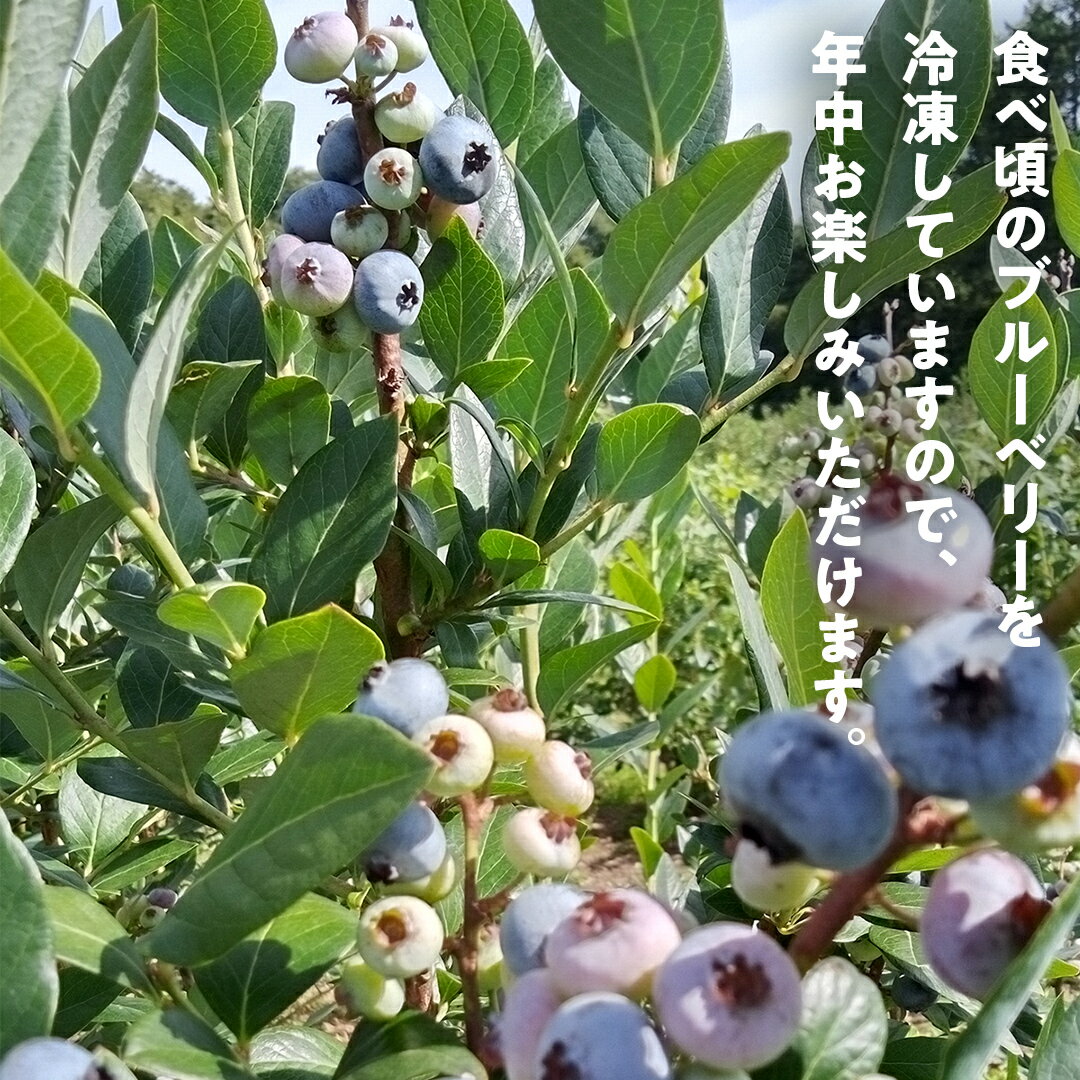 【ふるさと納税】冷凍ブルーベリー 1kg 2kg 国産 群馬県 フルーツ 果物 北軽井沢ブルーベリー園 お取り寄せ 産地直送 ジャム スムージー ヨーグルト サムネイル3