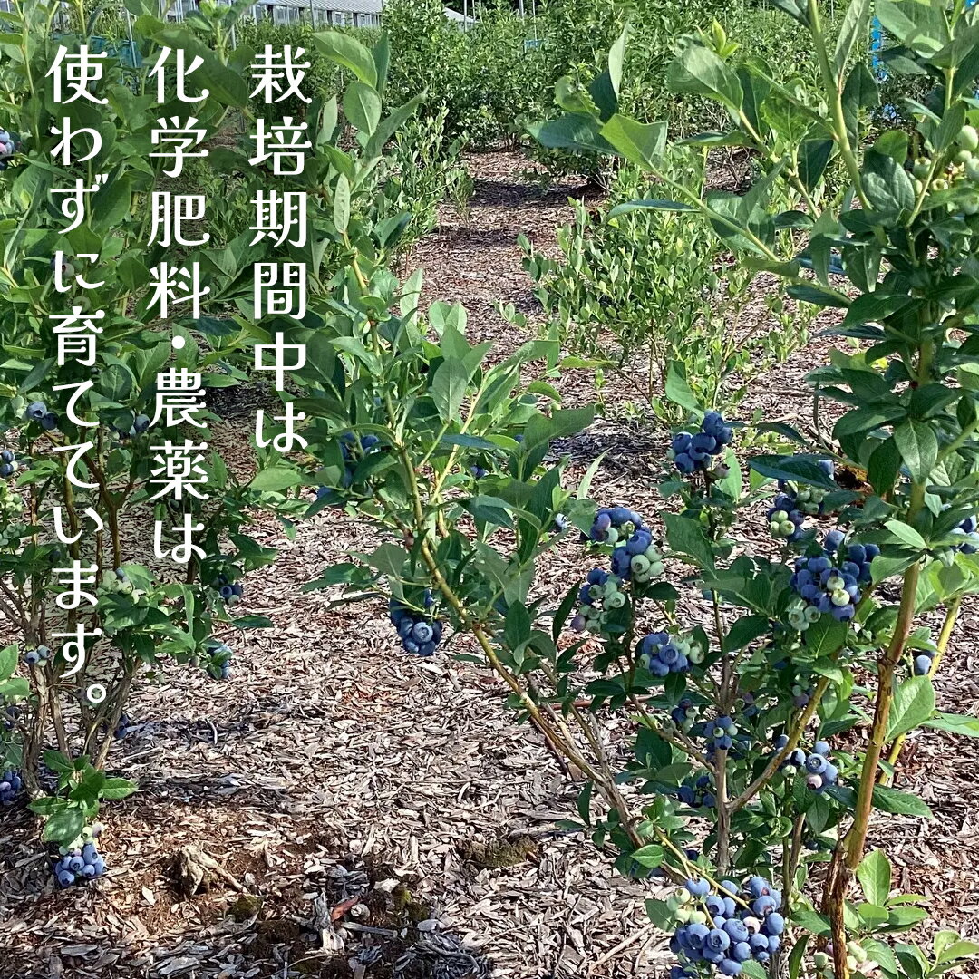 【ふるさと納税】 【 最短 7日以内 発送 】 冷凍 ブルーベリー 大玉 1kg or 500g 選べる内容量 【 栽培期間中 化学肥料 農薬 不使用 】 数量限定 大粒 中粒 国産 フルーツ スムージー 果物 くだもの 農家直送 スイーツ アイス ノーザンハイブッシュ系 ミックス サムネイル3