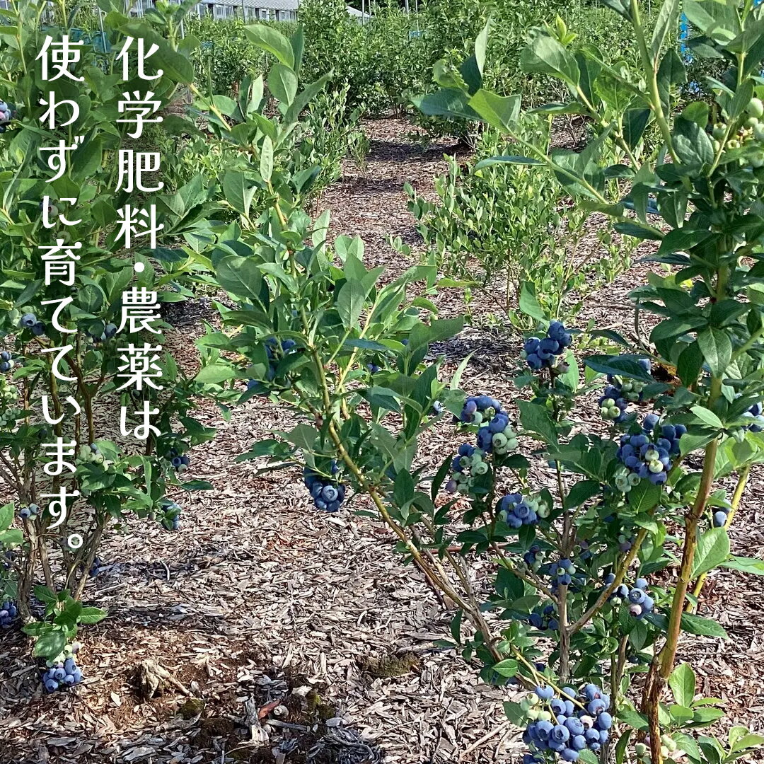 【ふるさと納税】 【 最短 7日以内 発送 】 冷凍 ブルーベリー 小玉 1kg or 500g 選べる内容量 【 栽培期間中 化学肥料 農薬 不使用 】 数量限定 中粒 国産 フルーツ スムージー 果物 くだもの 農家直送 スイーツ アイス ノーザンハイブッシュ系 ミックス サムネイル3