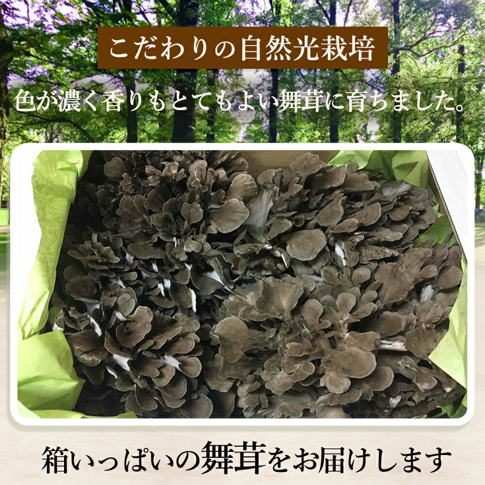 【ふるさと納税】 片品村産舞茸 750g まいたけ 片品 尾瀬 厳選 国産 - 画像3