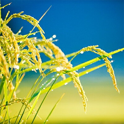 【ふるさと納税】【令和7年度産】　雪ほたか2kg　【川場村産こしひかり】_ こしひかり 川場村 米 白米 美味しい 人気 高品質 2kg 【1329375】 - 画像3