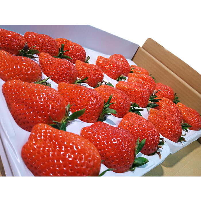 【ふるさと納税】ぐんまのやよいひめ（いちご贈答用）約800g サムネイル2