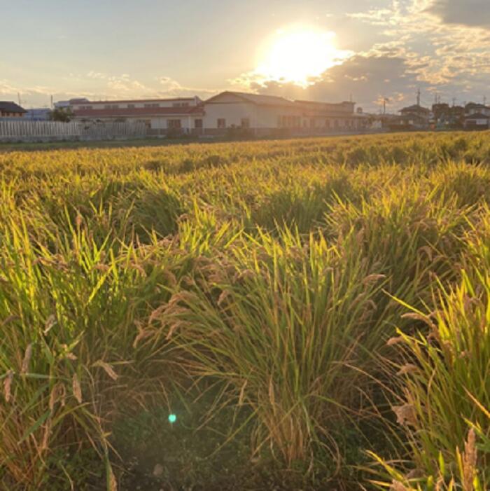 【ふるさと納税】シン・ツチダ HAPPY HILL 群馬県玉村町産 陸稲栽培米仕込（完全無添加醸造　720ml） サムネイル3